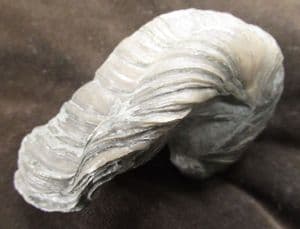 MONSTER PATHOLOGICAL 'DEVIL'S TOENAIL' - JURASSIC, GLOUCESTERSHIRE.