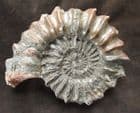 MONSTER ZONAL AMMONITE - PLEUROCERAS SPINATUM - JURASSIC, GERMANY.