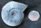 MORPHOCERAS (MORPHOCERAS ) PATESCENS - JURASSIC, MOROCCO.