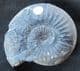 MORPHOCERAS (MORPHOCERAS ) PATESCENS - JURASSIC, MOROCCO.