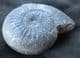 MORPHOCERAS (MORPHOCERAS ) PATESCENS - JURASSIC, MOROCCO.