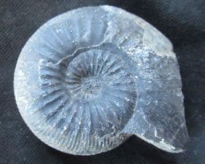 MORPHOCERAS (MORPHOCERAS ) PATESCENS - JURASSIC, MOROCCO.