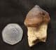 MOSASAUR CRUSHING TOOTH - UPPER CRETACEOUS, MOROCCO.