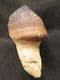 MOSASAUR CRUSHING TOOTH - UPPER CRETACEOUS, MOROCCO.