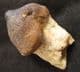 MOSASAUR CRUSHING TOOTH - UPPER CRETACEOUS, MOROCCO.
