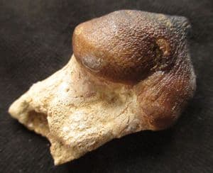 MOSASAUR CRUSHING TOOTH - UPPER CRETACEOUS, MOROCCO.