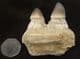 MOSASAUR JAW SECTION WITH 2 TEETH - A DUROPHAGUS MOSASAUR, CRETACEOUS, MOROCCO.