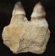 MOSASAUR JAW SECTION WITH 2 TEETH - A DUROPHAGUS MOSASAUR, CRETACEOUS, MOROCCO.