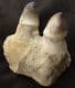 MOSASAUR JAW SECTION WITH 2 TEETH - A DUROPHAGUS MOSASAUR, CRETACEOUS, MOROCCO.