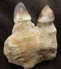 MOSASAUR JAW SECTION WITH 2 TEETH - A DUROPHAGUS MOSASAUR, CRETACEOUS, MOROCCO.