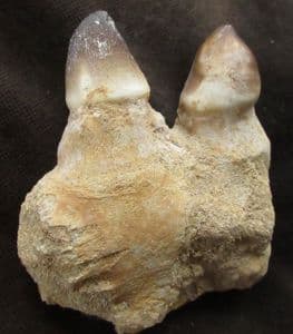 MOSASAUR JAW SECTION WITH 2 TEETH - A DUROPHAGUS MOSASAUR, CRETACEOUS, MOROCCO.