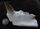 MOSASAUR - PART OF UPPER JAW WITH TOOTH AND GERM TOOTH - CRETACEOIUS, MOROCCO.