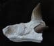 MOSASAUR - PART OF UPPER JAW WITH TOOTH AND GERM TOOTH - CRETACEOIUS, MOROCCO.