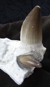 MOSASAUR - PART OF UPPER JAW WITH TOOTH AND GERM TOOTH - CRETACEOIUS, MOROCCO.