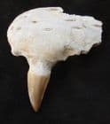 MOSASAUR - TIP OF JAW WITH TOOTH - UPPER CRETACEOUS, MOROCCO.