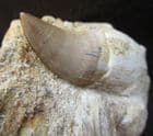 MOSASAUR TOOTH ON MATRIX - LATE CRETACEOUS, MOROCCO.