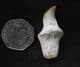MOSASAUR TOOTH WITH FULL ROOT - CRETACEOUS, MOROCCO.