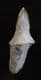 MOSASAUR TOOTH WITH FULL ROOT - CRETACEOUS, MOROCCO.