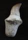 MOSASAUR TOOTH WITH FULL ROOT - CRETACEOUS, MOROCCO.