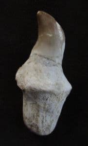 MOSASAUR TOOTH WITH FULL ROOT - CRETACEOUS, MOROCCO.
