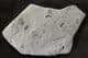 MULTI AGNOSTID SLAB - MIDDLE CAMBRIAN, UTAH, USA.