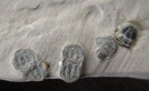 MULTI AGNOSTID SLAB - MIDDLE CAMBRIAN, UTAH, USA.