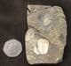 MULTI AULACOPLEURA SPECIMEN FROM THE SILURIAN OF THE CZECH REPUBLIC.