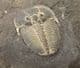 MULTI AULACOPLEURA SPECIMEN FROM THE SILURIAN OF THE CZECH REPUBLIC.