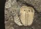 MULTI AULACOPLEURA SPECIMEN FROM THE SILURIAN OF THE CZECH REPUBLIC.