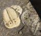 MULTI AULACOPLEURA SPECIMEN FROM THE SILURIAN OF THE CZECH REPUBLIC.