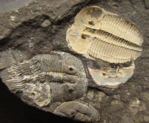 MULTI AULACOPLEURA SPECIMEN FROM THE SILURIAN OF THE CZECH REPUBLIC.