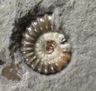 MULTI COLOURED PROMICROCERAS FROM JURASSIC, LYME REGIS.