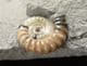 MULTI COLOURED PROMICROCERAS - JURASSIC, LYME REGIS.