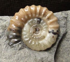 MULTI COLOURED PROMICROCERAS - JURASSIC, LYME REGIS.