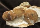 MULTI ECHINOID BLOCK OF CHERT - CRETACEOUS, LYME REGIS.
