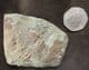 MULTI HYDROCEPHALUS MINOR SPECIMEN  CAMBRIAN, CZECH REPUBLIC.