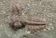 MULTI HYDROCEPHALUS MINOR SPECIMEN  CAMBRIAN, CZECH REPUBLIC.