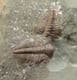 MULTI HYDROCEPHALUS MINOR SPECIMEN  CAMBRIAN, CZECH REPUBLIC.