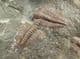 MULTI HYDROCEPHALUS MINOR SPECIMEN  CAMBRIAN, CZECH REPUBLIC.