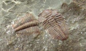 MULTI HYDROCEPHALUS MINOR SPECIMEN  CAMBRIAN, CZECH REPUBLIC.