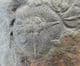 MULTI JUVENILE OGYGIOCARELLA - ORDOVICIAN, SHROPSHIRE.