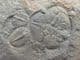 MULTI JUVENILE OGYGIOCARELLA - ORDOVICIAN, SHROPSHIRE.