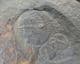 MULTI JUVENILE OGYGIOCARELLA - ORDOVICIAN, SHROPSHIRE.