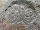 MULTI JUVENILE OGYGIOCARELLA - ORDOVICIAN, SHROPSHIRE.