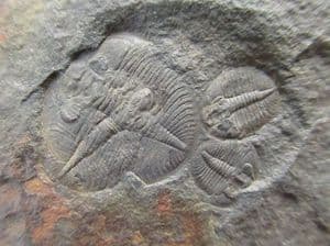 MULTI JUVENILE OGYGIOCARELLA - ORDOVICIAN, SHROPSHIRE.