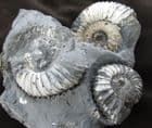 MULTI PAVLOVIA FROM THE KIMMERIDIAN OF KIMMERIDGE BAY.