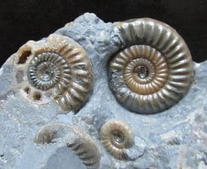 MULTI SPECIES BLOCK - JURASSIC, LYME REGIS.
