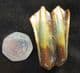 MULTICOLOURED STEPPE BISON TOOTH - PLEISTOCENE, NORTH SEA.