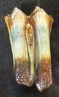 MULTICOLOURED STEPPE BISON TOOTH - PLEISTOCENE, NORTH SEA.