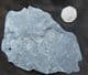 MULTIPLE GRAPTOLITES - LOWER ORDOVICIAN, OSLOFJORD, NORWAY.
